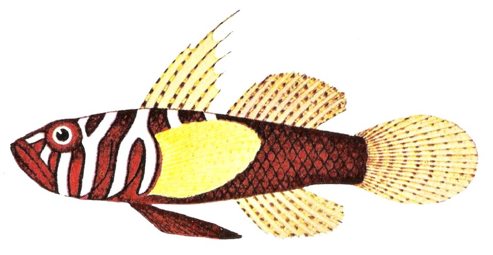 Priolepis