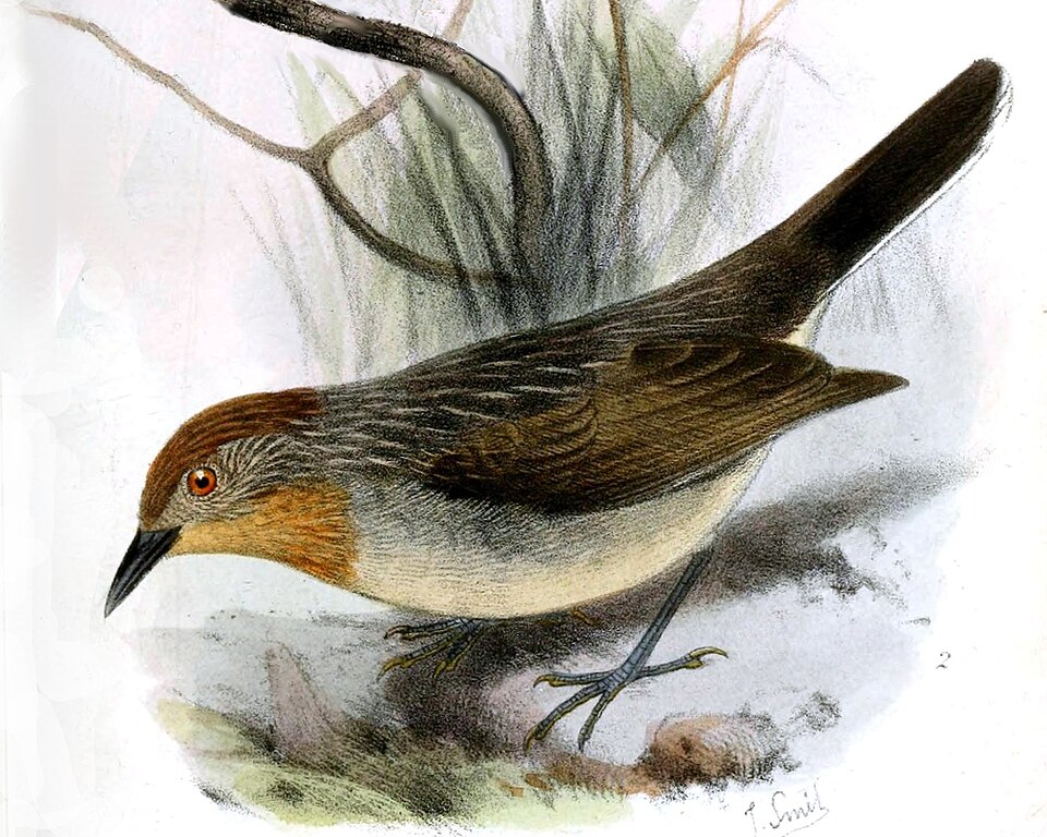 Sterrhoptilus