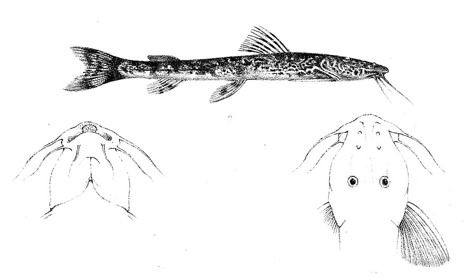 Amphiliidae