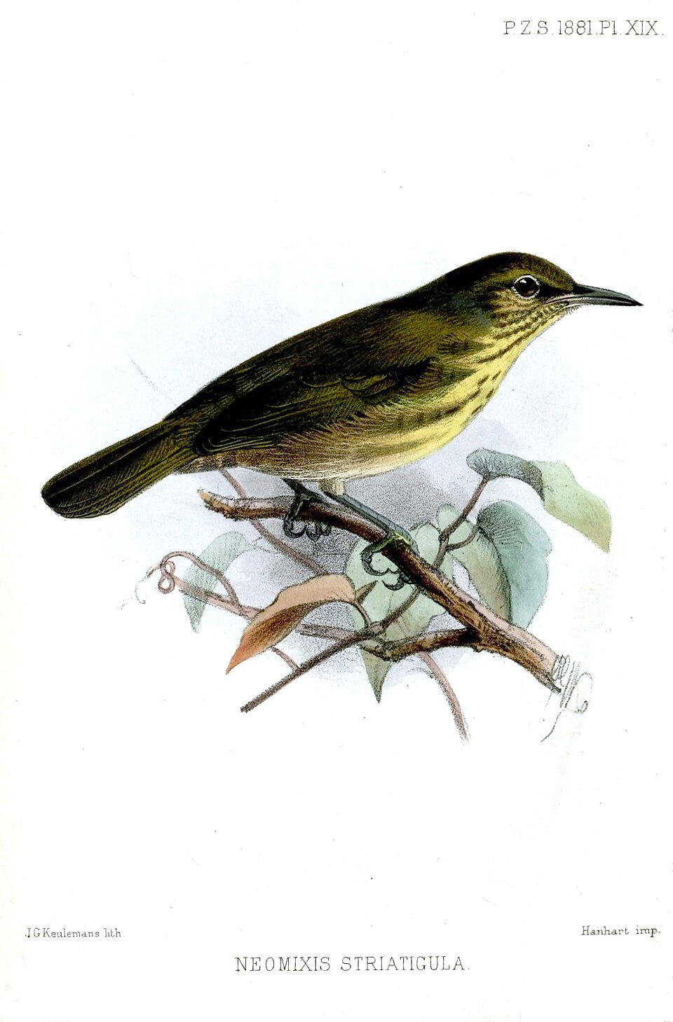 Stripe-throated Jery