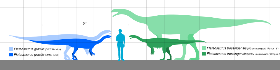 Plateosaurus