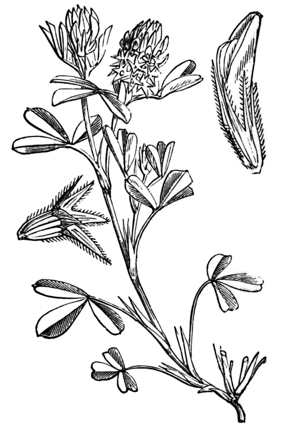 Trifolium squamosum
