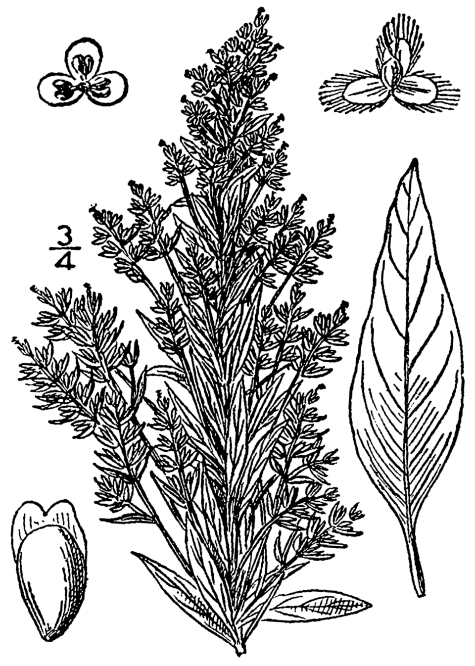 Axyris amaranthoides