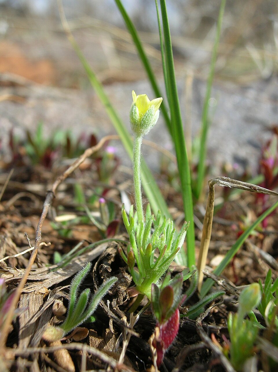 Ceratocephala