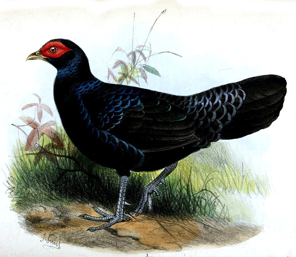 Salvadori's Pheasant