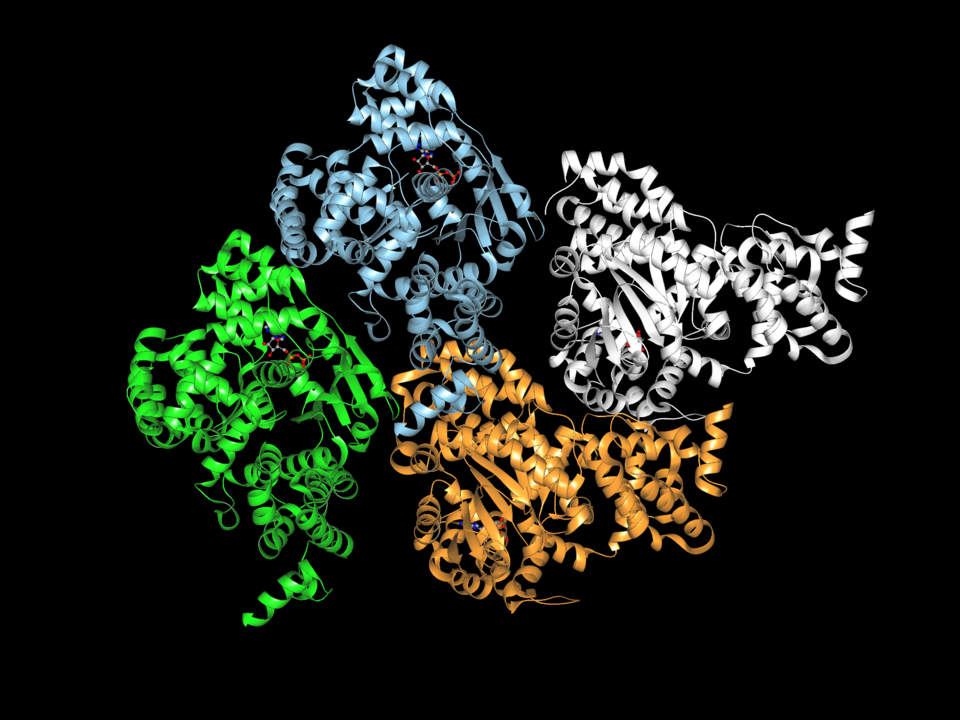 Apoptotic peptidase activating factor 1