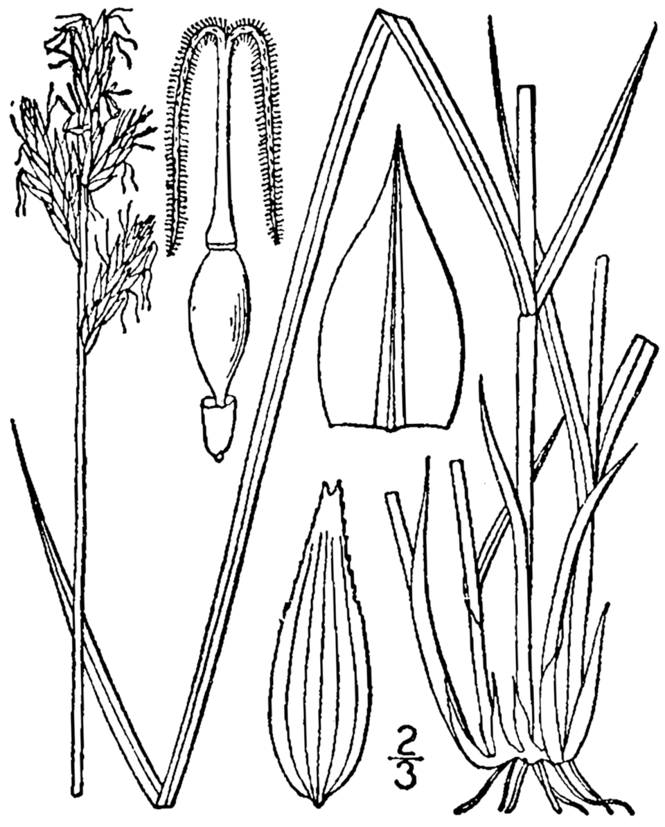 Carex bromoides