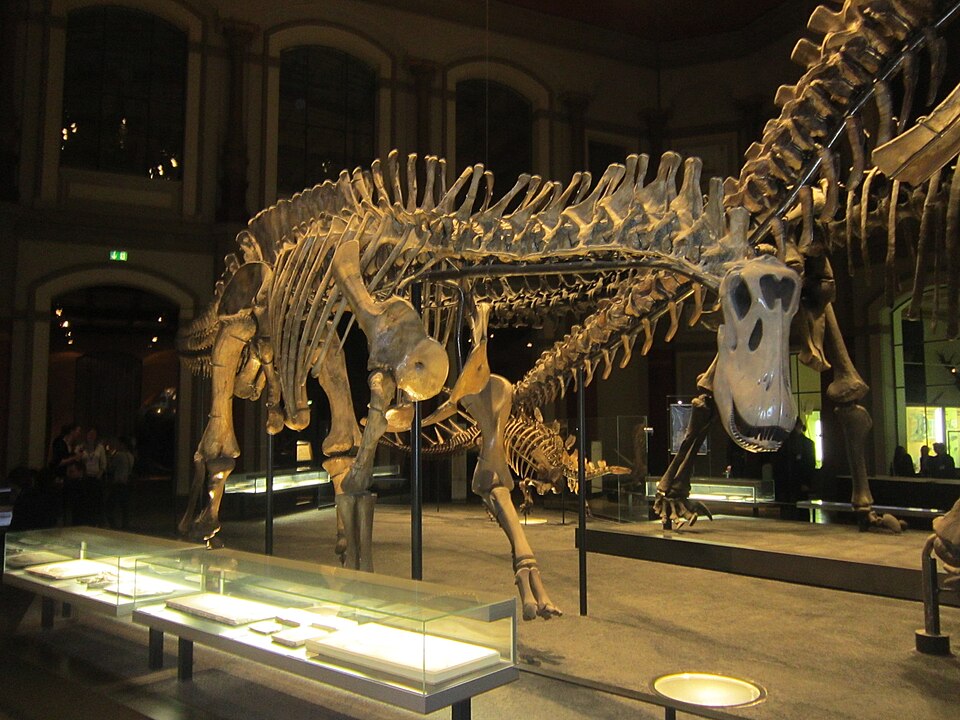 Dicraeosaurus