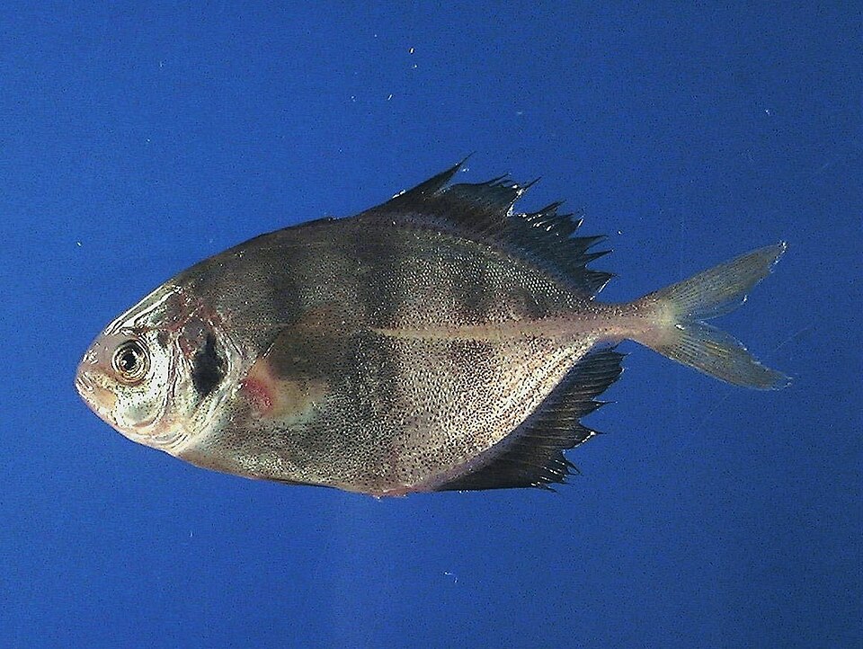 Hemicaranx