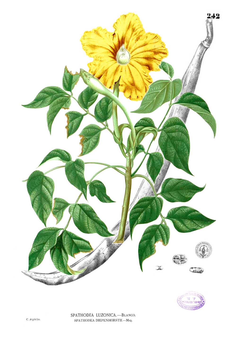 Markhamia lutea