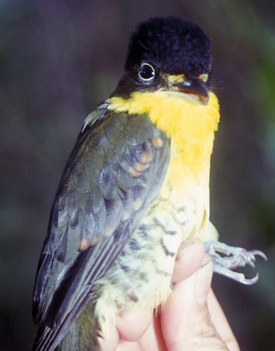 Andean Laniisoma
