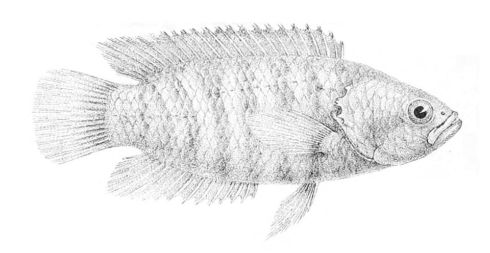 Microctenopoma