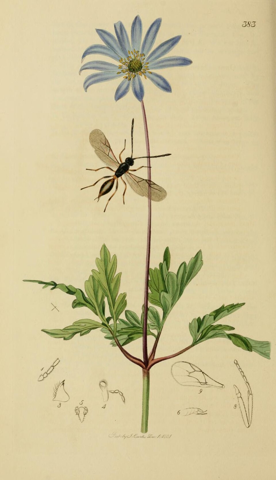 Aphidius