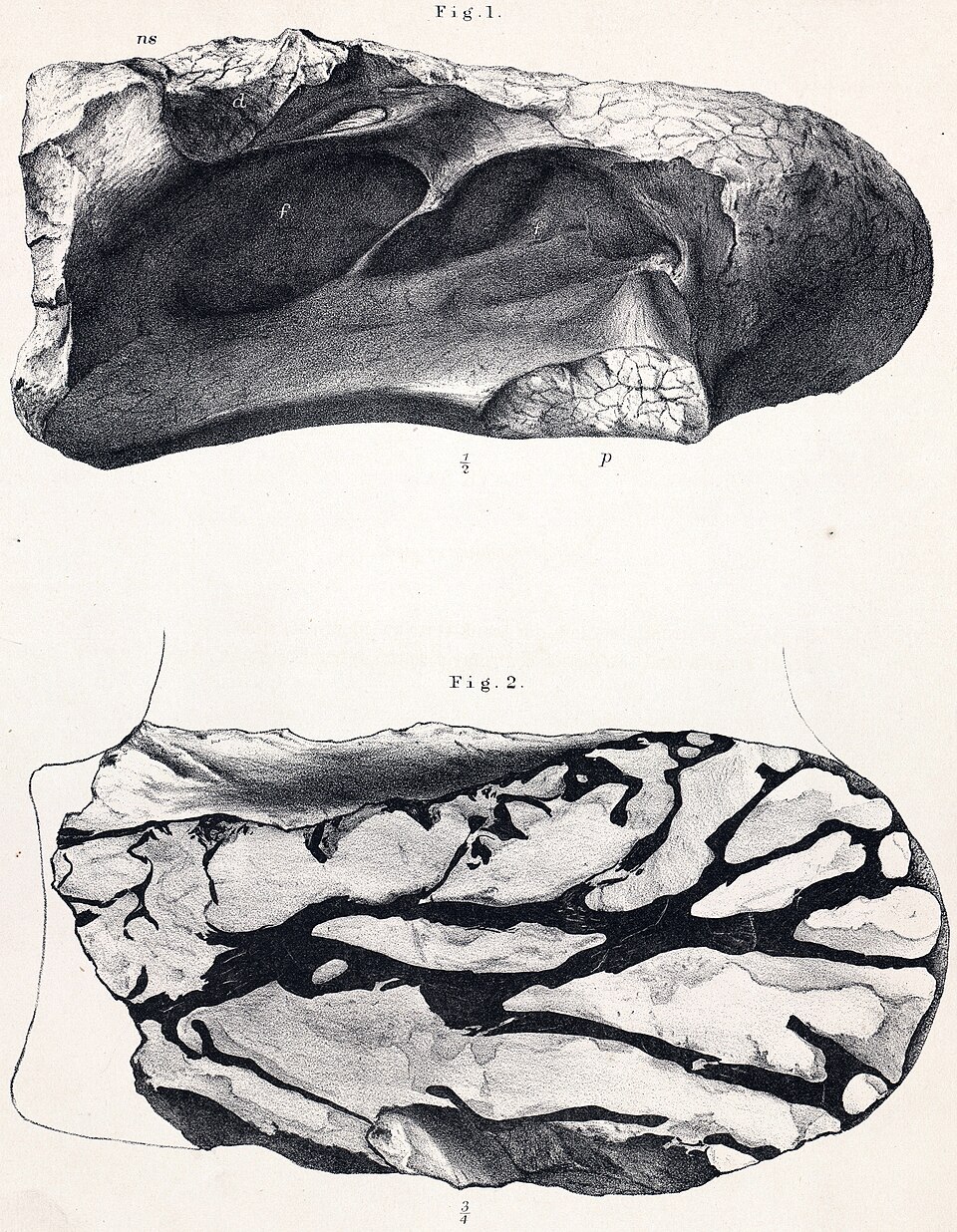 Chondrosteosaurus