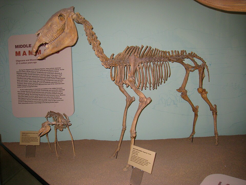 Equus simplicidens