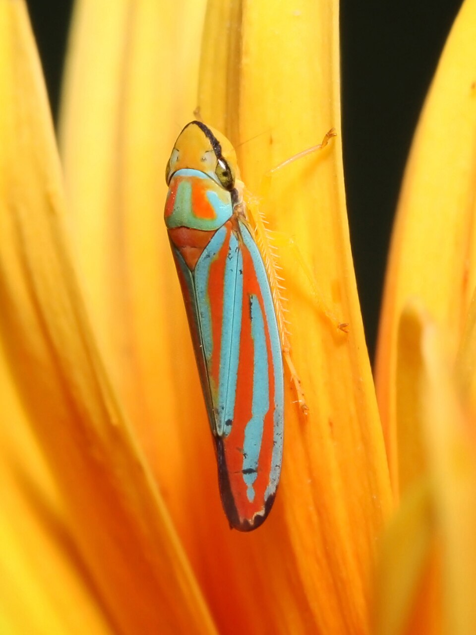 Graphocephala
