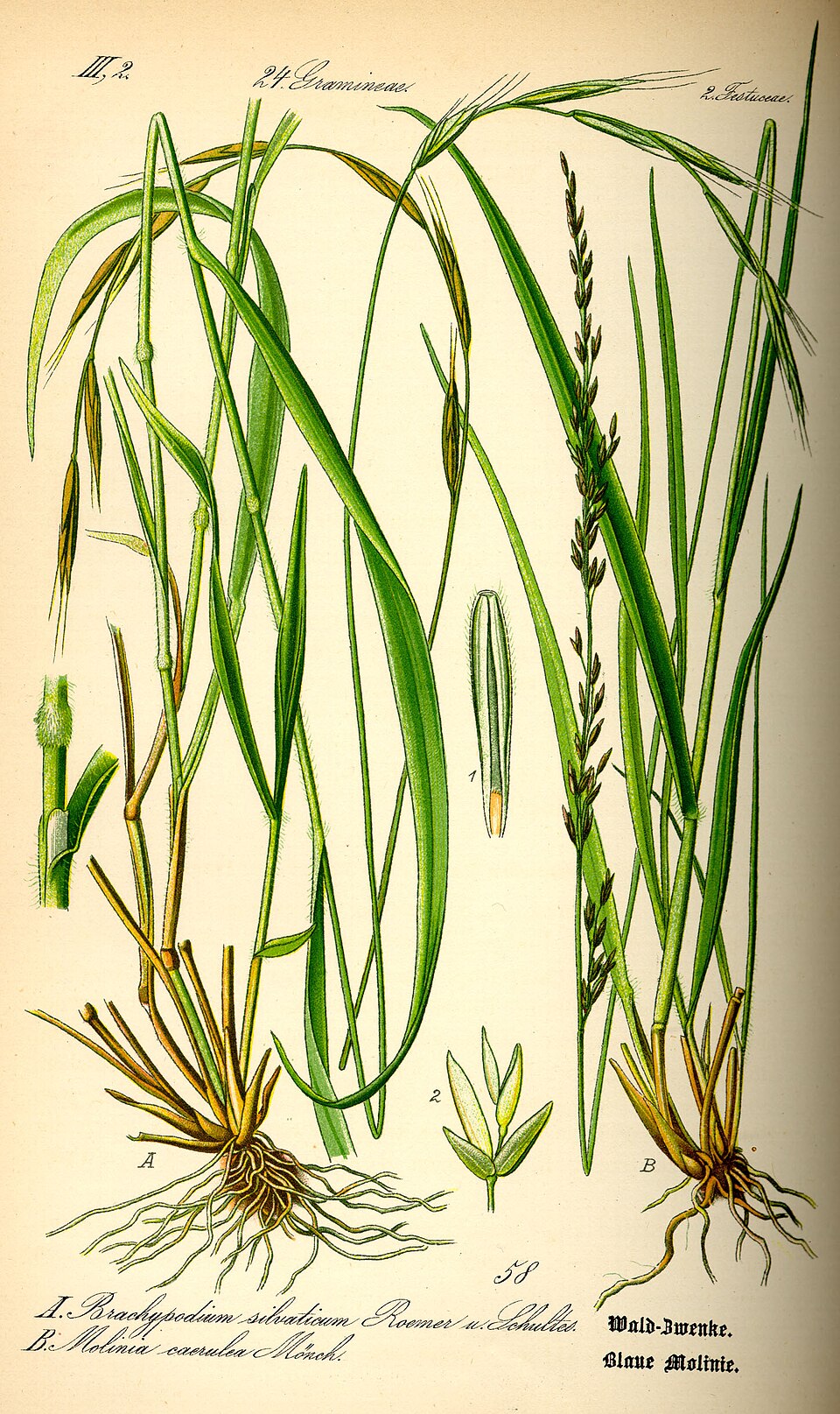 Molinia