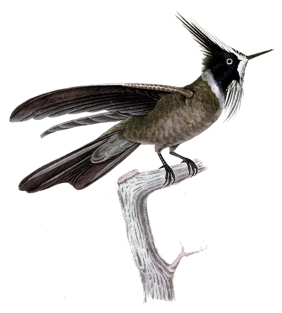 White-bearded helmetcrest
