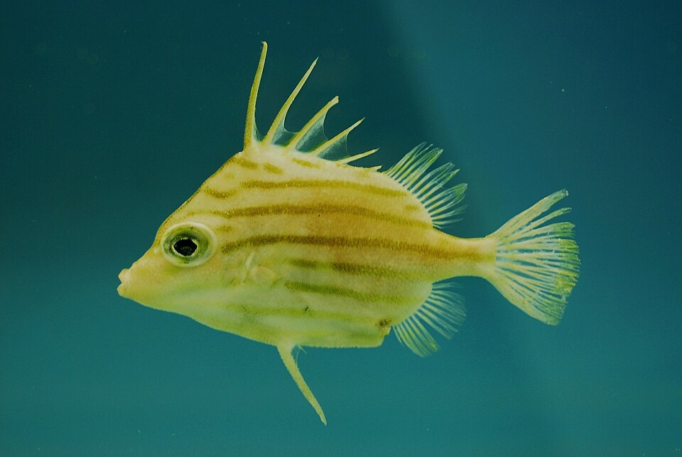 Triacanthodidae