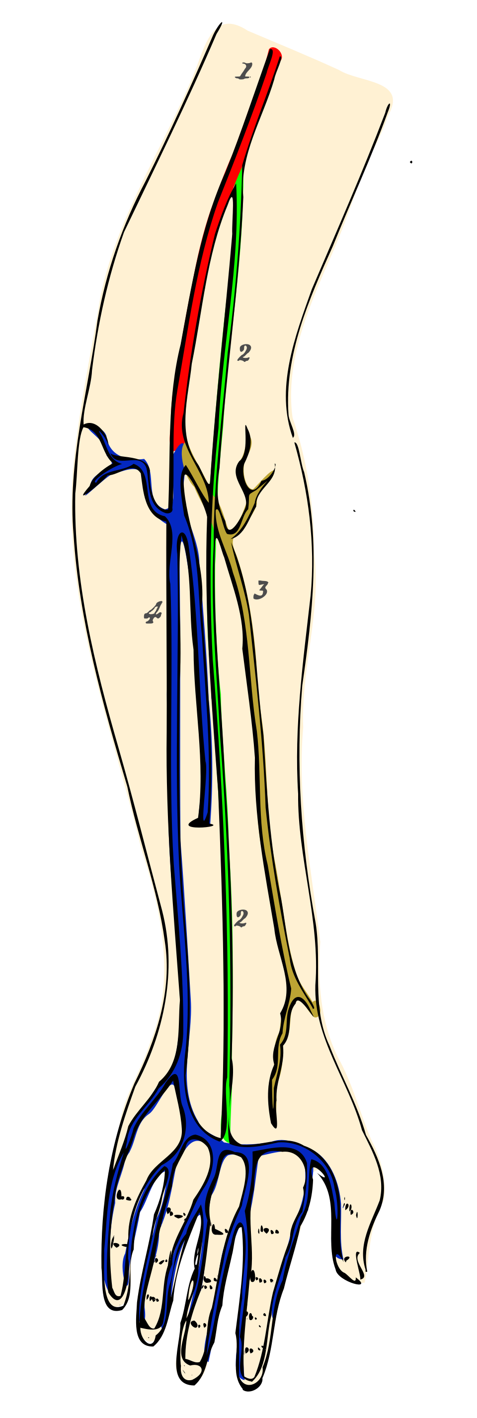 median artery