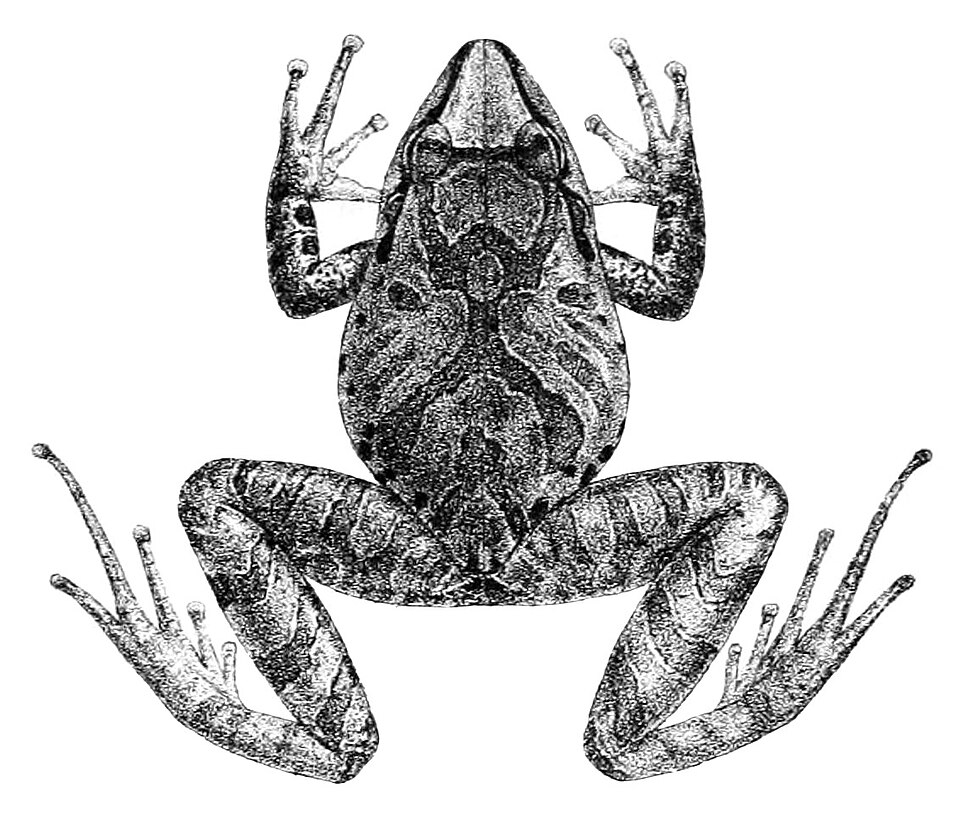 Pristimantis conspicillatus