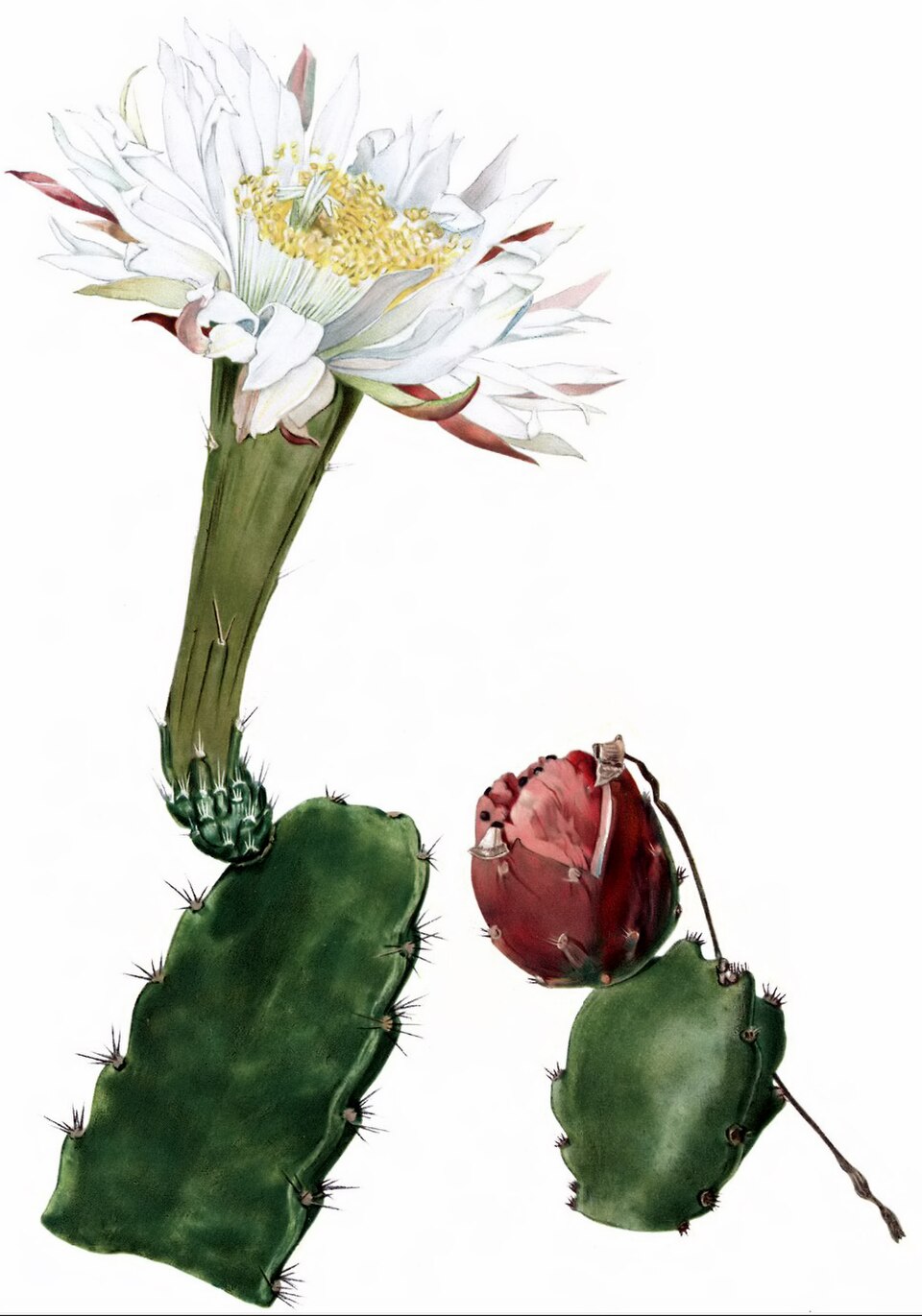Acanthocereus