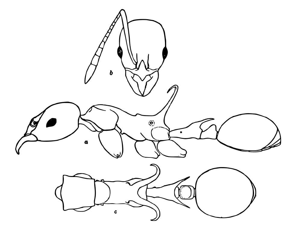 Ancyridris