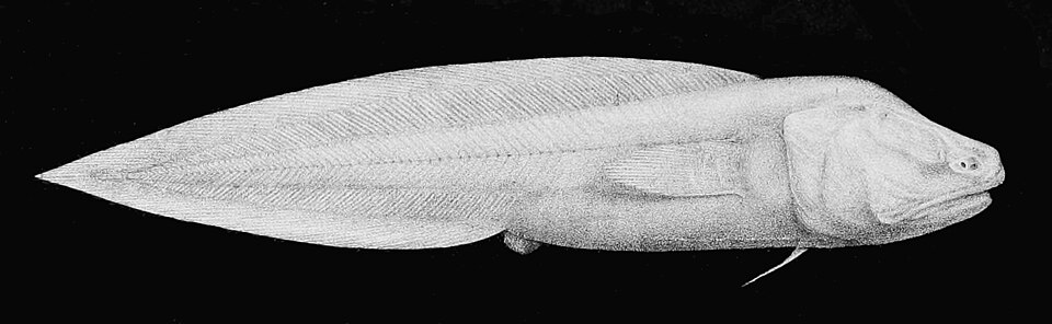 Aphyonus gelatinosus