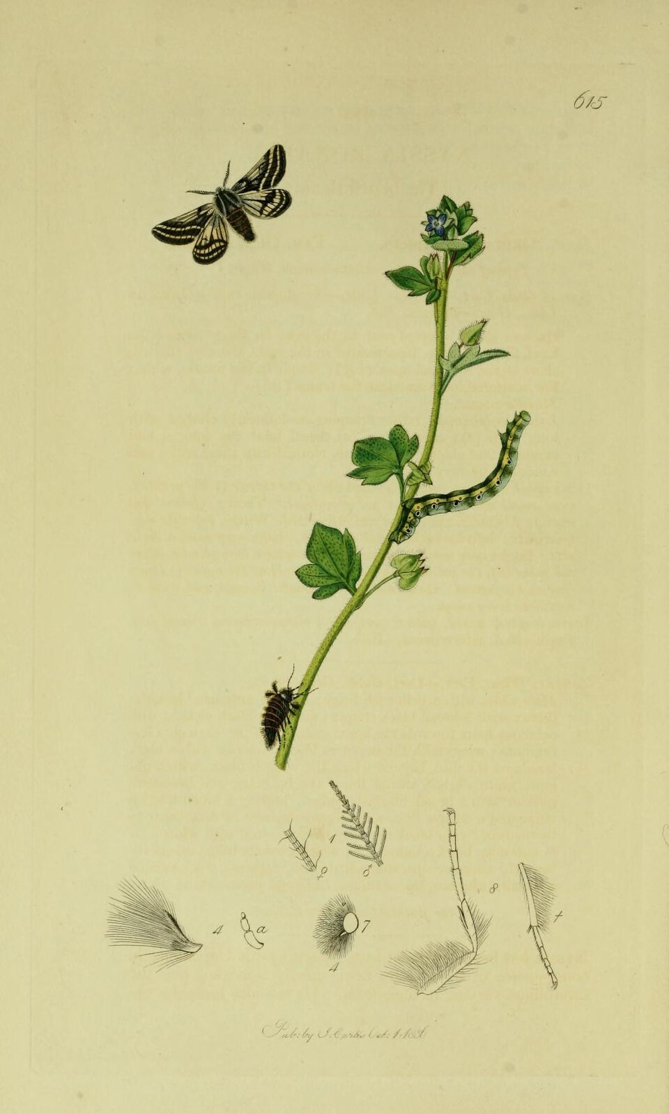 Lycia zonaria