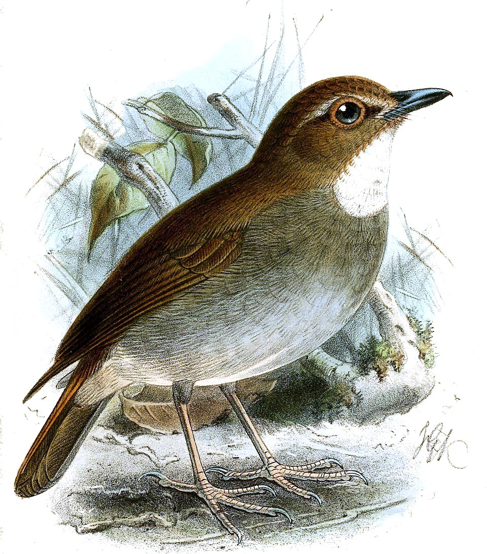 Vauriella