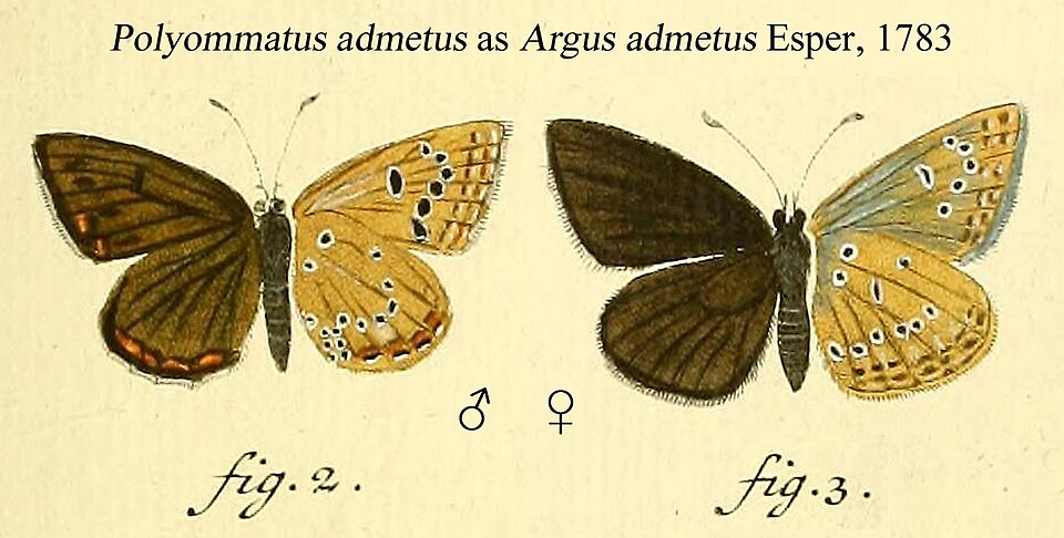 Polyommatus admetus