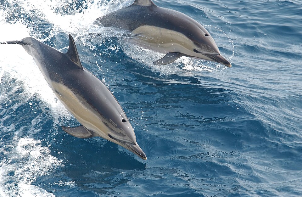 Delphinus