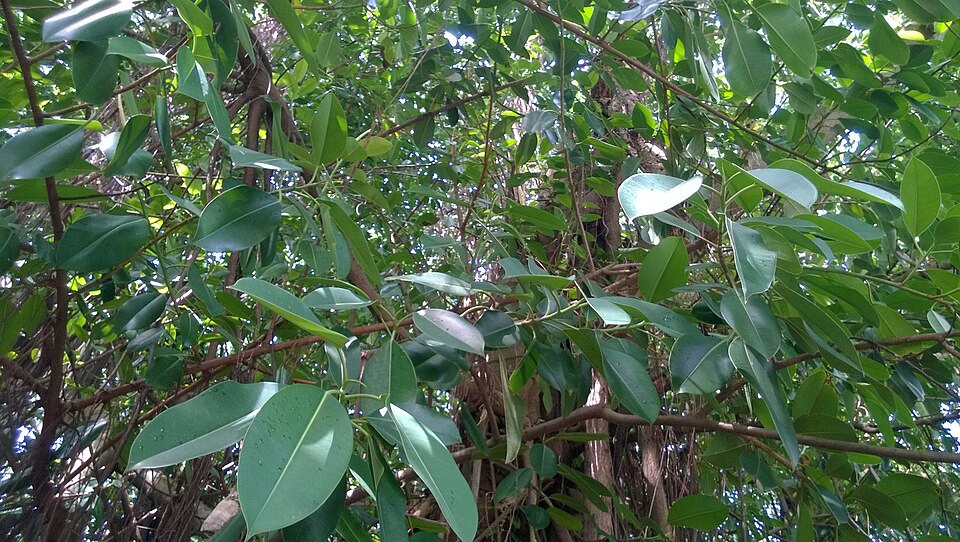 Ficus elastica