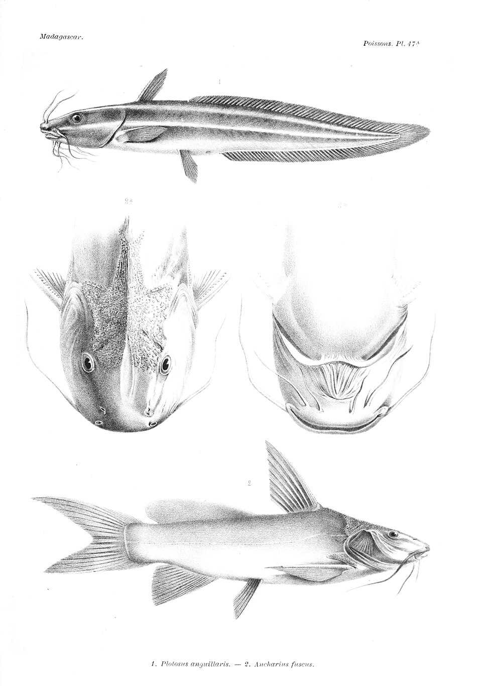 Ancharius