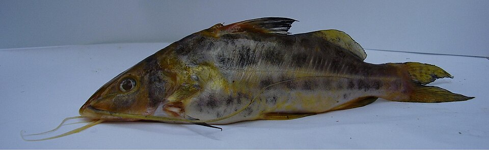 Iheringichthys labrosus