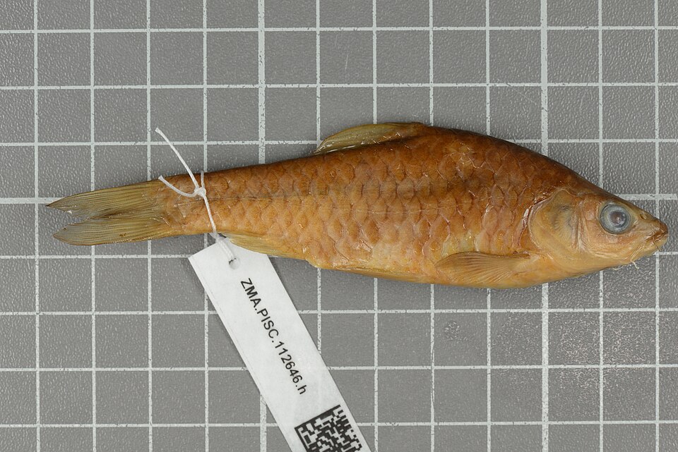 Poropuntius tawarensis