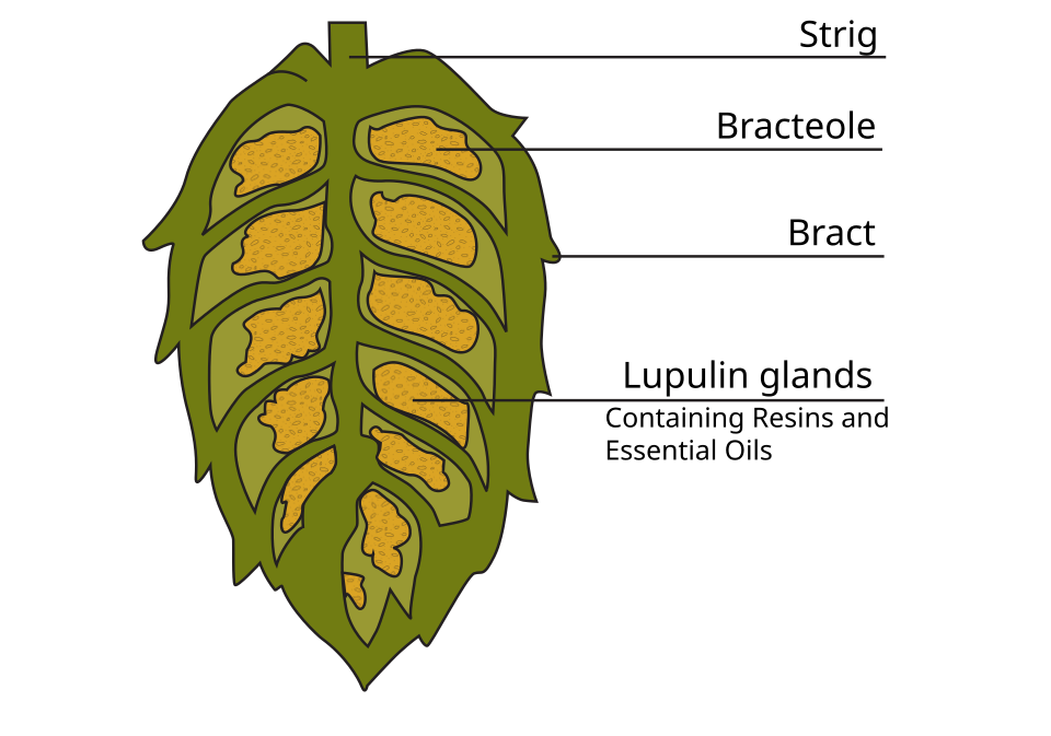 hops