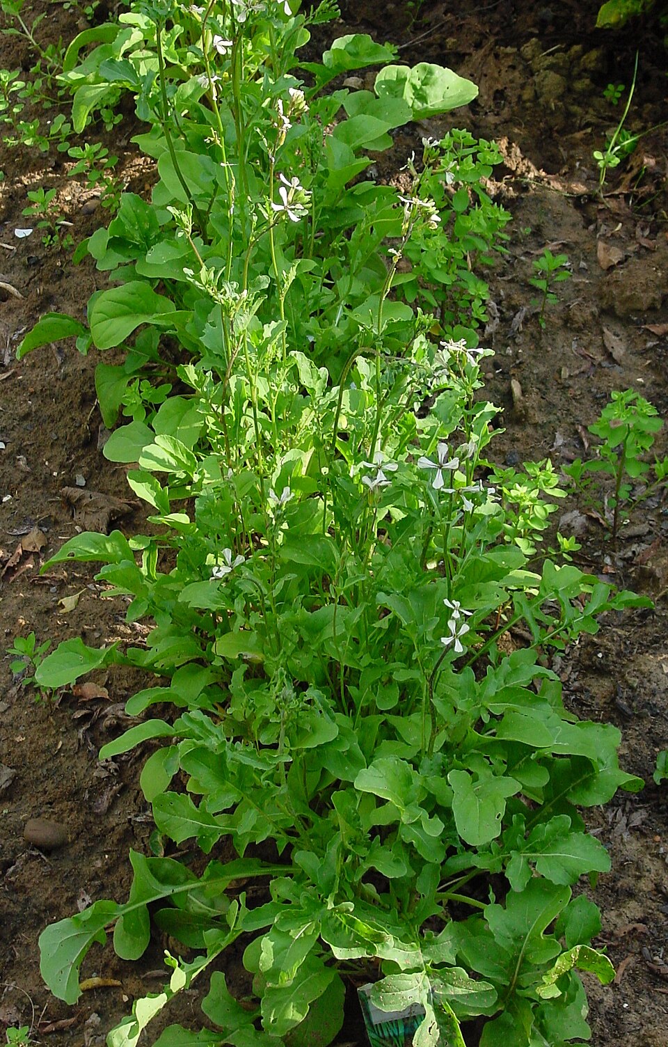 Eruca vesicaria subsp. sativa