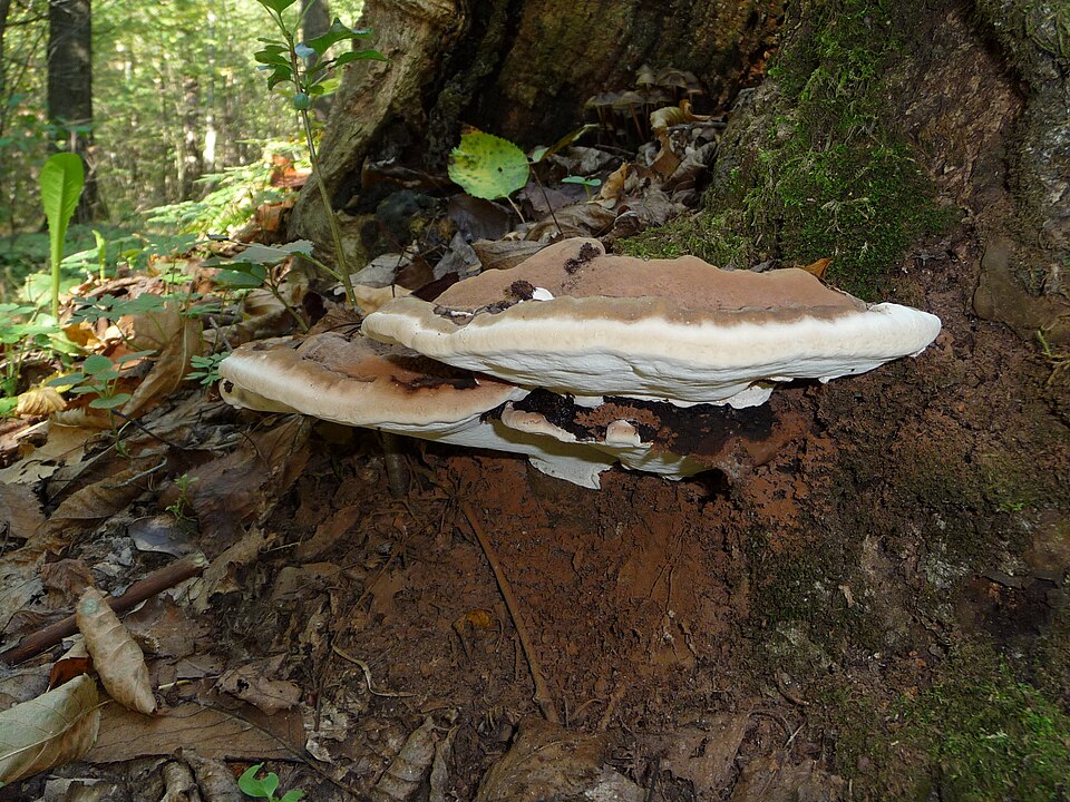 Ganoderma applanatum