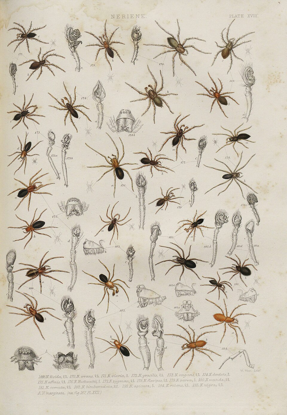 Dicymbium nigrum