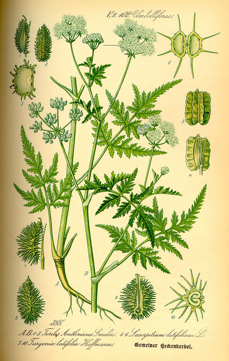 Turgenia latifolia