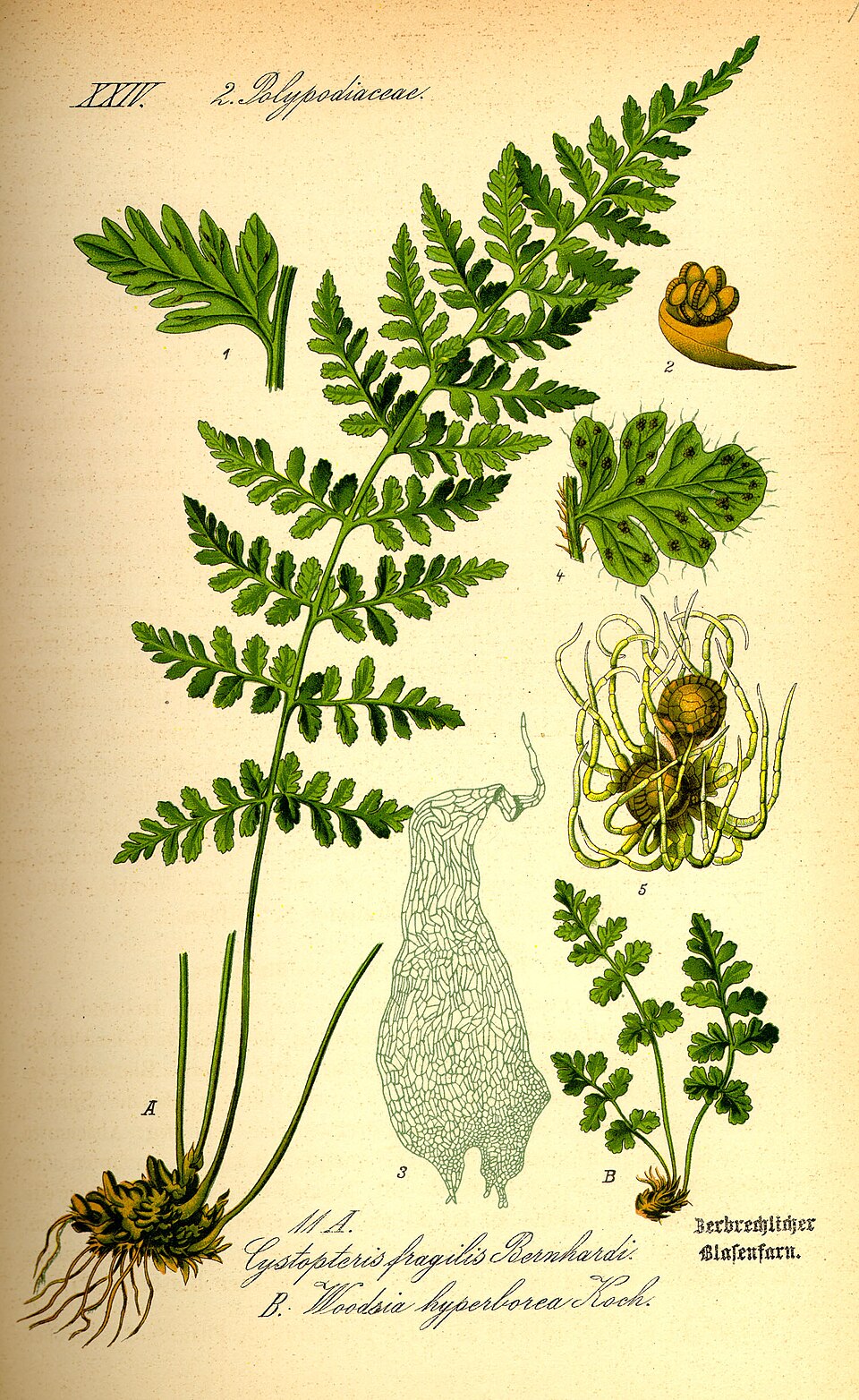 Woodsia