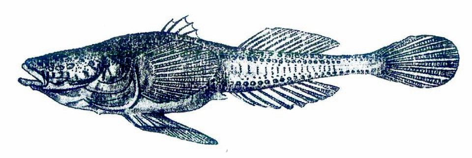 Azov tadpole goby