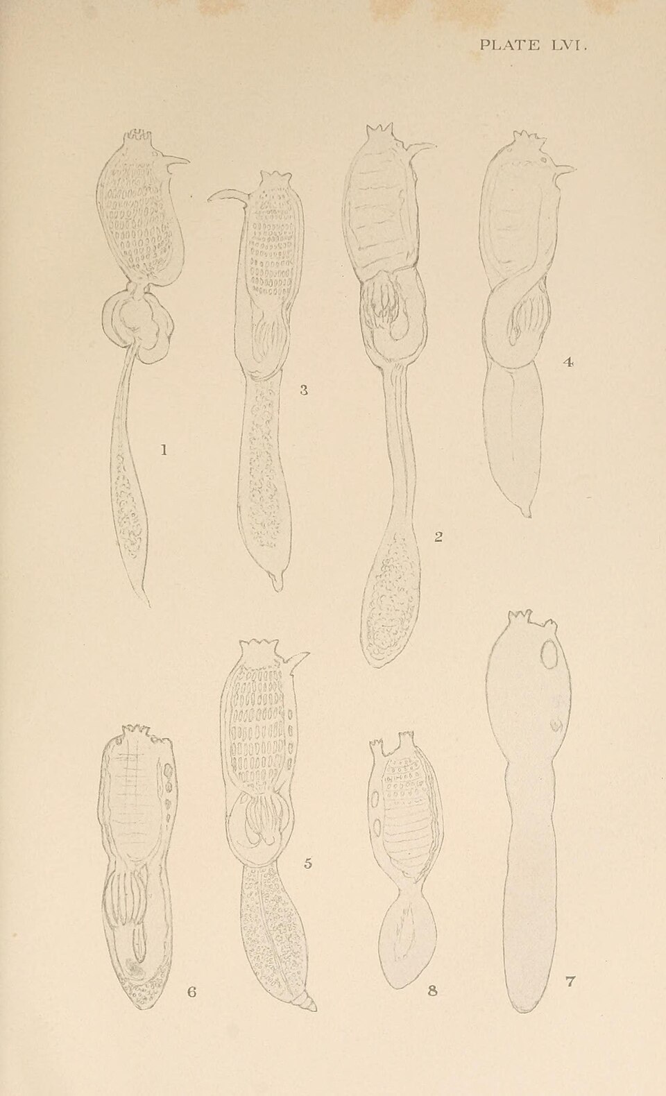 Polycitoridae