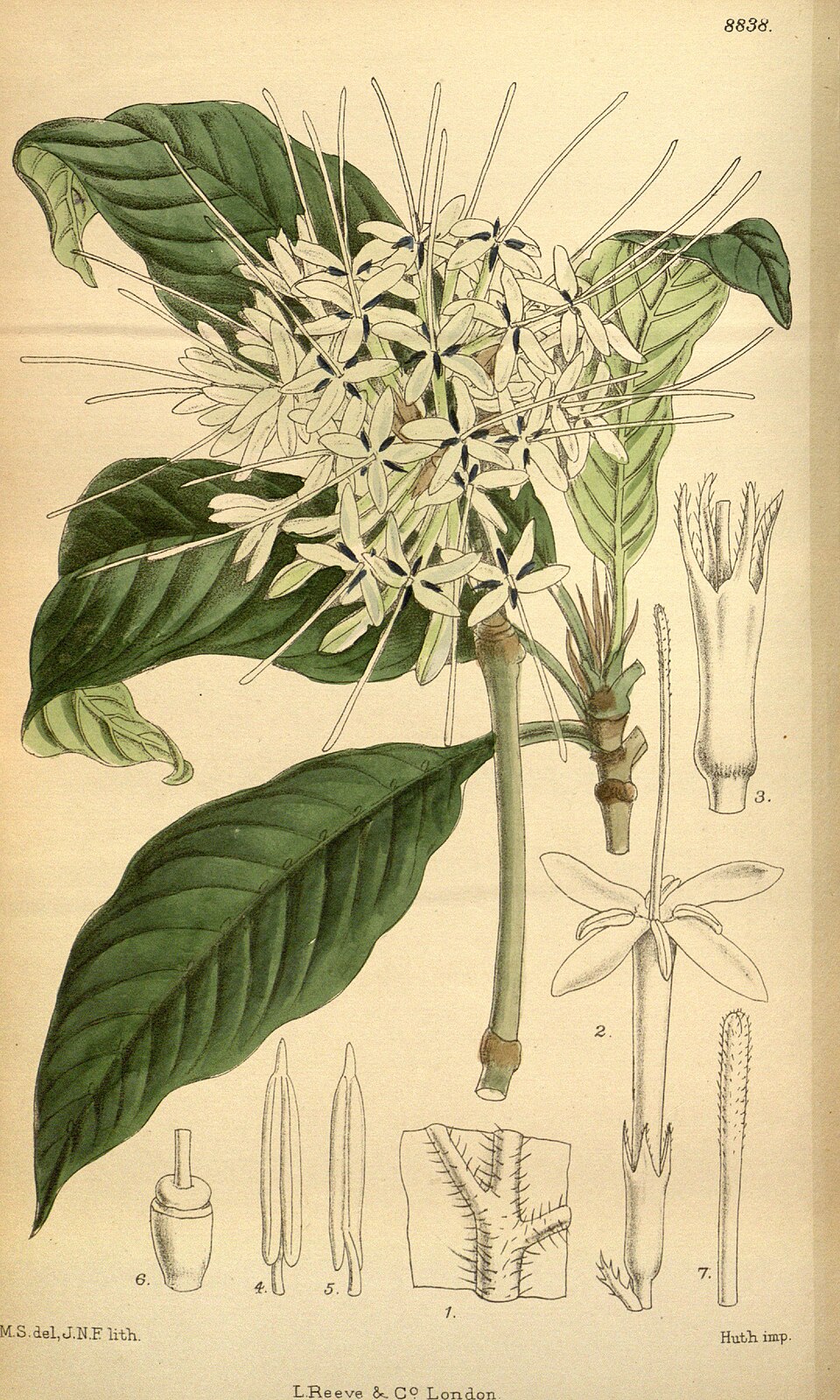 Pavetta
