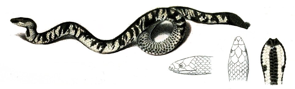 Uropeltidae