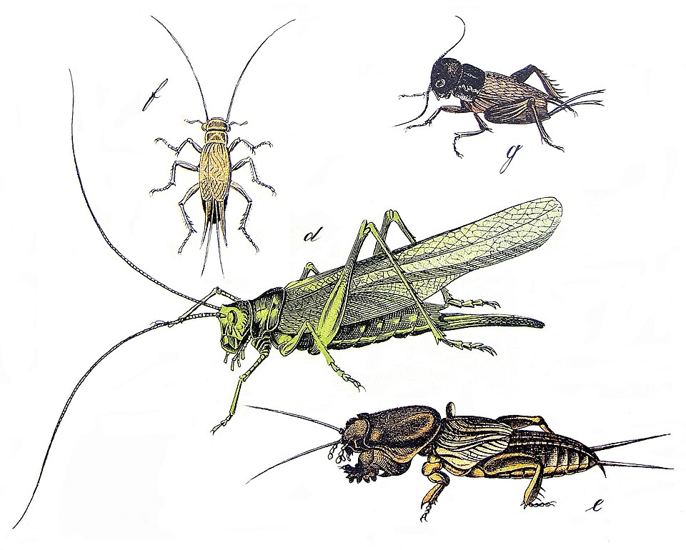 Ensifera