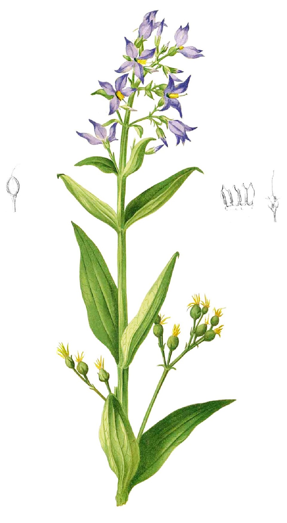 Exacum tetragonum