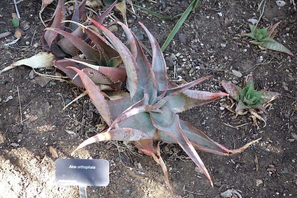 Aloe ortholopha