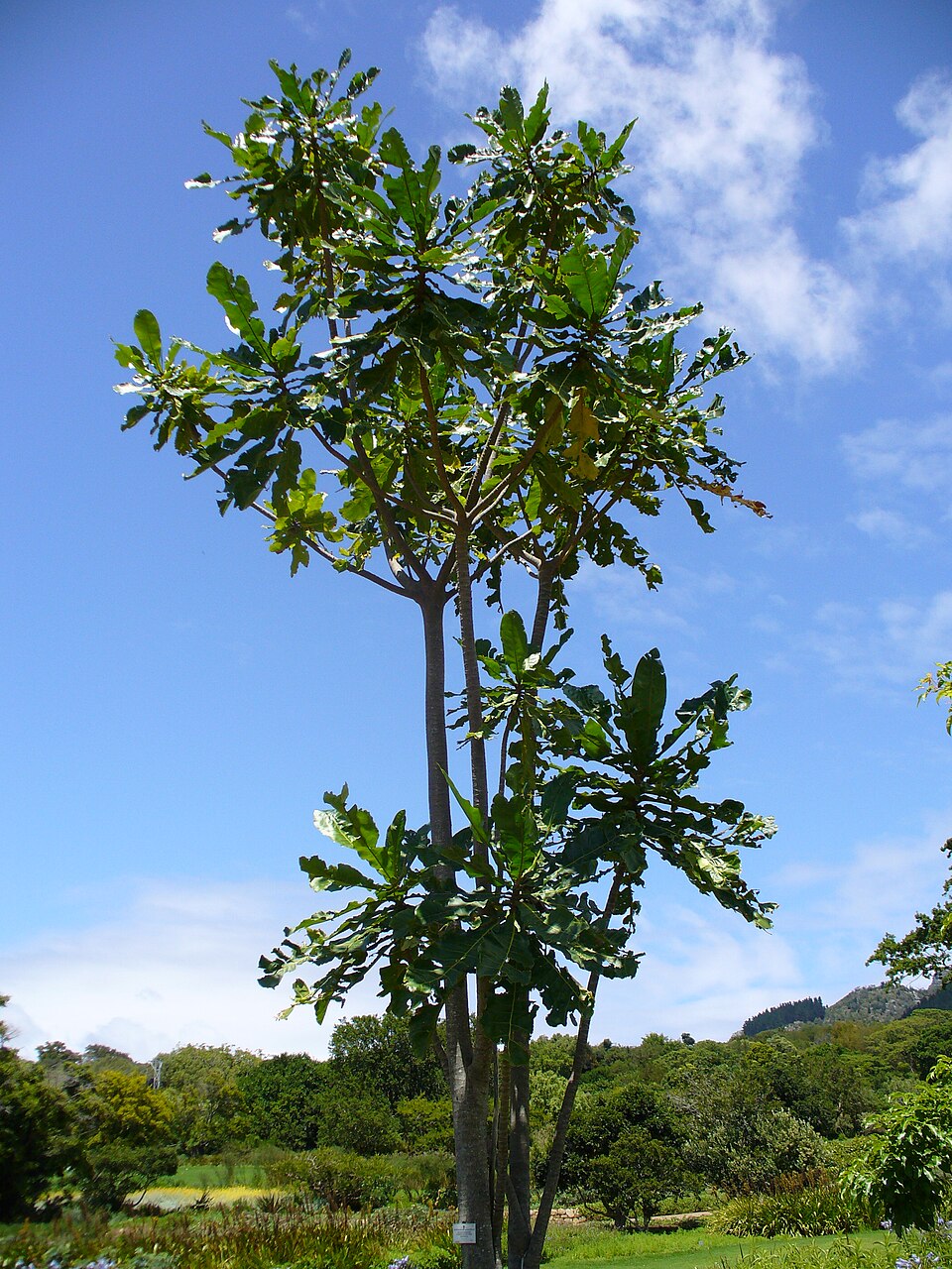 Anthocleista